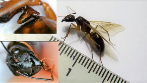 Réf. 222 332 : Camponotus sp.
